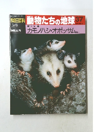 動物たちの地球 3７