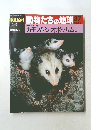 動物たちの地球 3７