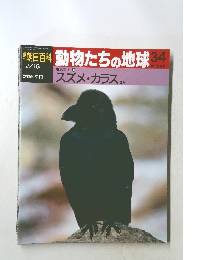 動物たちの地球　３４