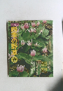 四季の野草(春