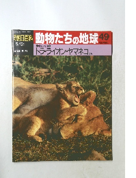 週刊朝日百科　動物たちの地球　No.49　哺乳類II①　トラ・ライオン・ヤマネコ ほか