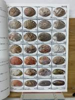 写真集 日本列島を取り巻く海の貝殻図鑑