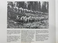 Redwoods　The World's Largest Trees