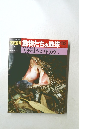 朝日百科 動物たちの地球 103　カナヘビ・スナトカゲ