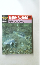 朝日百科 動物たちの地球87 サケ・アユ・ウナギ 分