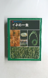 科学のアルバム  イネの一生