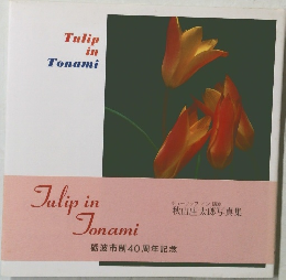 Tulip in Tonami