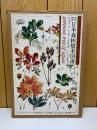 原色精密　日本森林樹木図譜