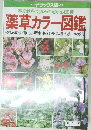 薬草カラー図鑑