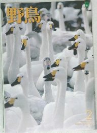 野鳥2010年2月号