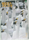 野鳥2010年2月号