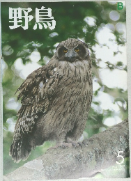野鳥　2009年5月号