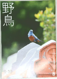 野鳥　2018年9・10月号