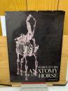 THE ANATOMY OF THE HORSE