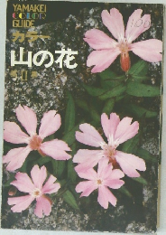 カラー　山の花　II