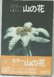 カラー山の花　I