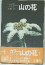 カラー山の花　I