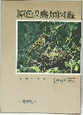 原色日本鳥類図鑑