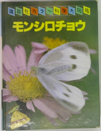 モンシロチョウ