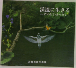 渓流に生きる・・・ヤマセミカワセミ・・・