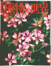 植物の世界　No.46