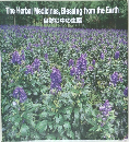 The Herbal Medicines, Blessing from the Earth  自然の中の生薬
