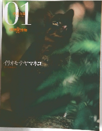 西表山猫　　01
