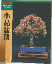 小品盆栽