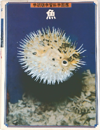 魚