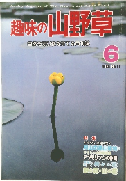 趣味の山野草　No.11　1981年6月号