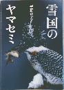 雪国のヤマセミ