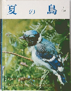夏の鳥 4