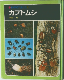 カブトムシ