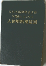 人体解剖模型図