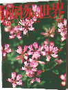 週刊 朝日百科 植物の世界 46 ハギ ラッカセイ ゲンゲ
