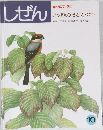 しぜん　キンダーブック3　いっぽんの きと とりたち　10月号