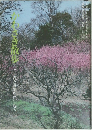 かわさき散歩 花と歴史をたづねて