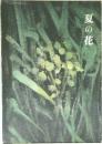 夏の花