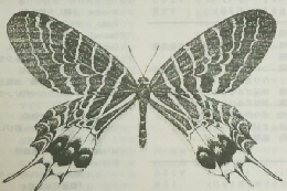The Weekly Butterfly's TSU・I・SO　No.710 1992年8月2日
