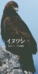天然記念物　イヌワシ