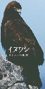 天然記念物　イヌワシ
