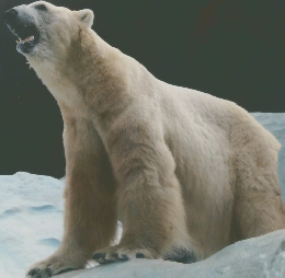 どうぶつ と 動物園　2012年冬号