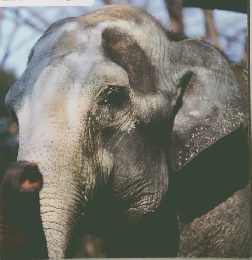 どうぶつ と動物園　2012年春号