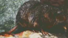 どうぶつ と 動物園　2010年秋号