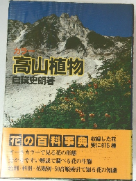 高山植物