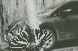 ゆずりはクラブ　第266号 2021 Vol.23 No.5