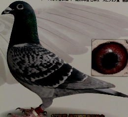 THE RACING PIGEON　2018年3月号　Vol.708