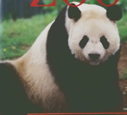 UENOZOO　上野動物園グラフ