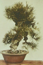 松柏盆栽百科