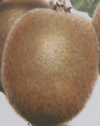 しぜん 10　キウイ